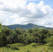 Влажные экваториальные леса бассейна реки Конго